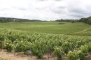 Vignes de Sézanne